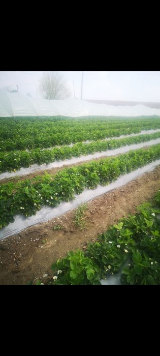 Разсад Ягоди и Малини