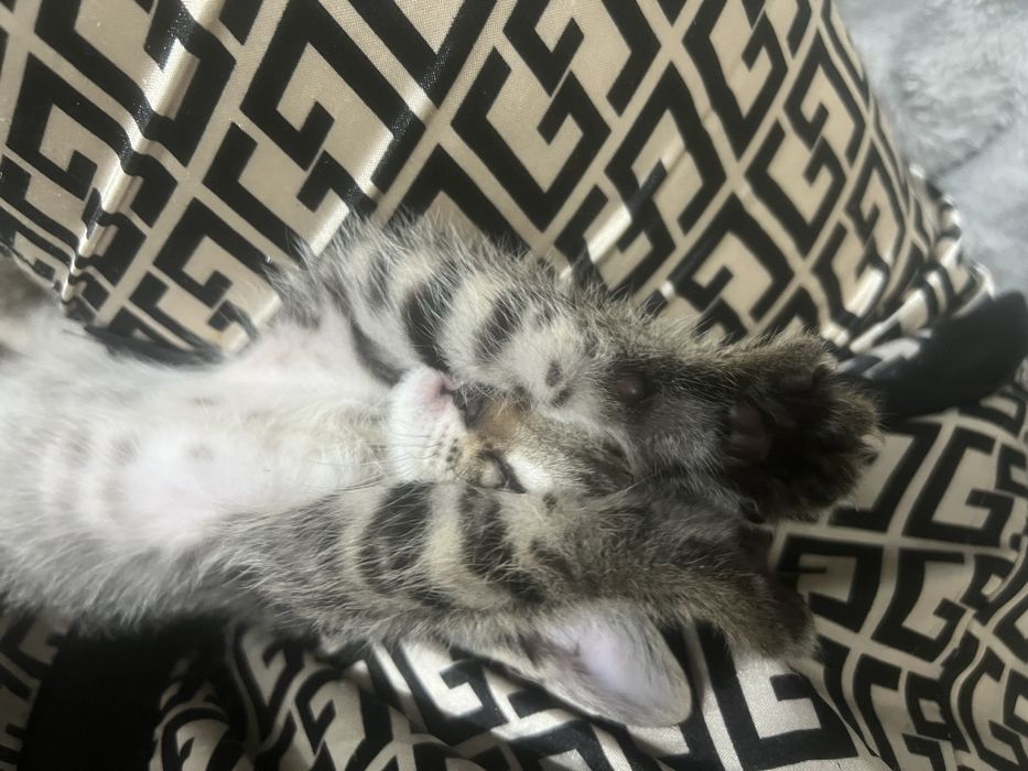 Котенок девочка 1,5 месяцев