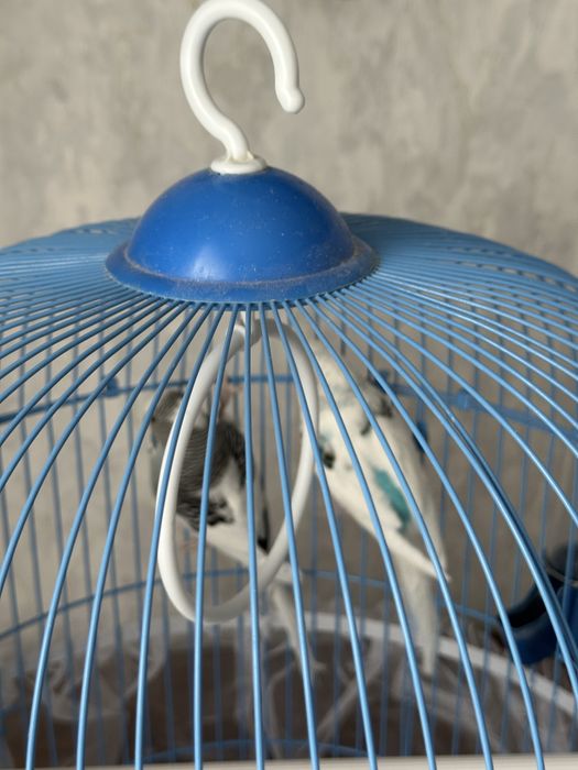 Продаем. Попугая