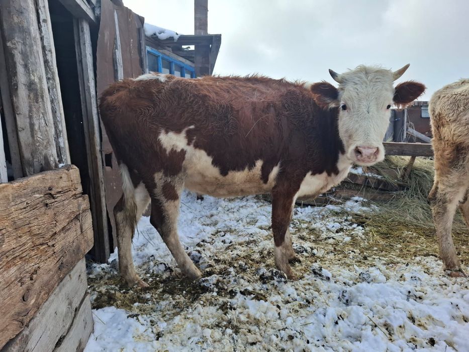 Продам КРС телки 4 шт