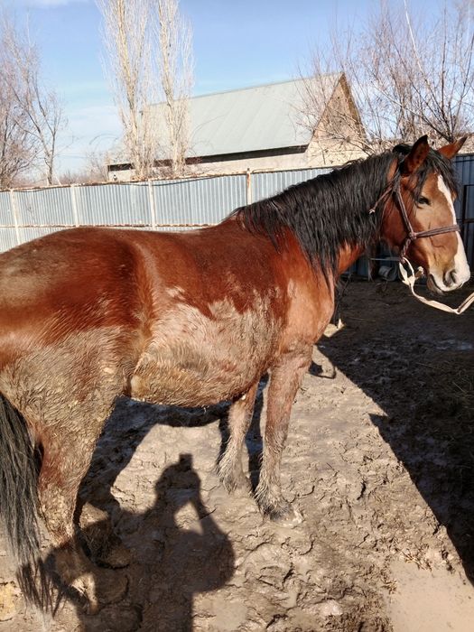 Бие кобыла буаз 2 туган