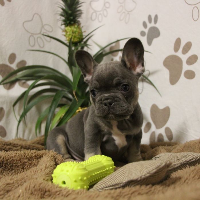 ***Френски булдочета ***