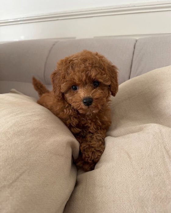 Щенки мини пудель ( той )