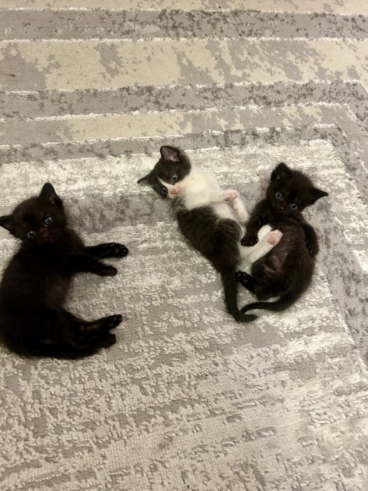Котята ищут дом