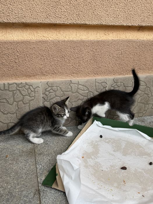 Продаются котятя