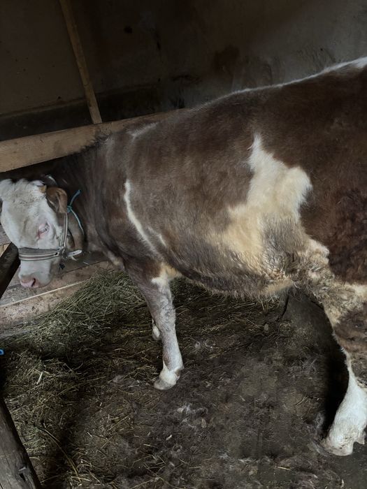 Vand vitica de 5 luni