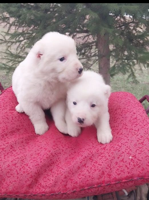 Продам щенков Тобета