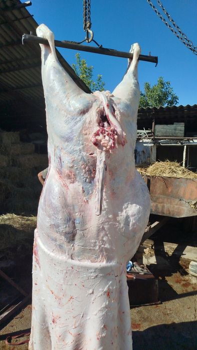 Касапшы-мясник забойшик.