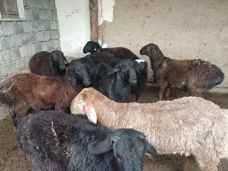 Қошқарлар бордахы.