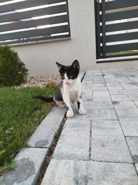 Donez pui / motan iubitor și cuminte