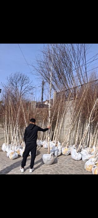 Catalpa  Brazi Leylandii