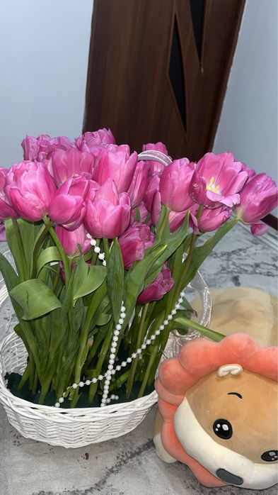 Тюльпан свежа 35шт очень красивая