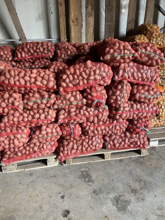 Cartofi de consum si Cartofi de samanta de CV