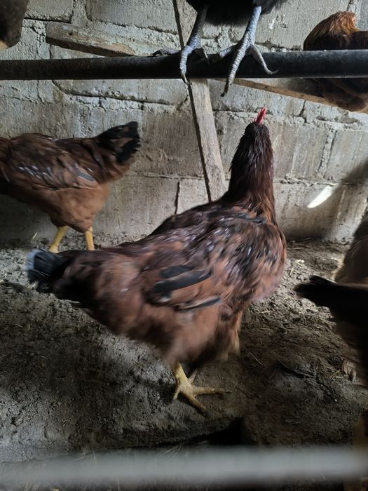 Молодые петушки .