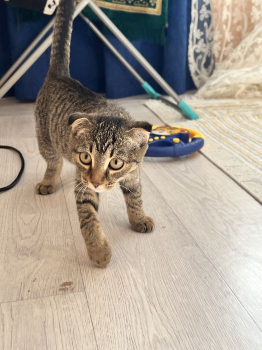 Отдам котенка бесплатно