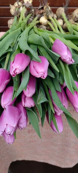 Тюльпаны к 8 Марта .