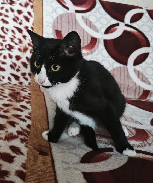 Отдам даром кошек.