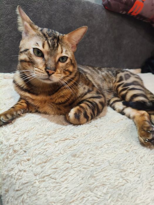 Бенгальские котята