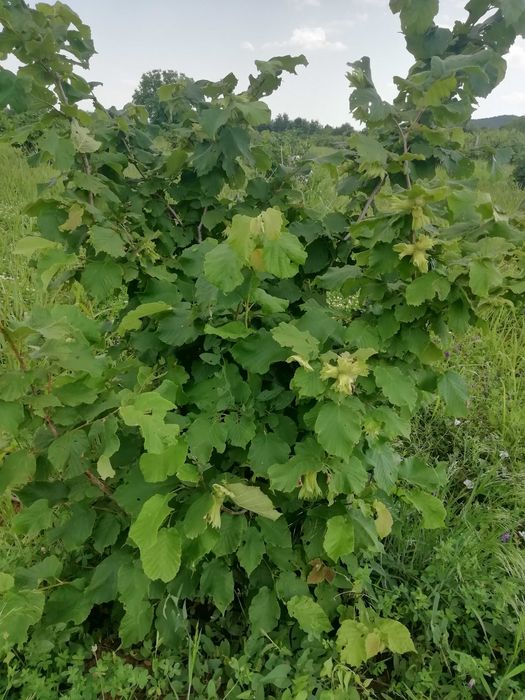 Продава се Парцел в Стара Загора, Казански - 22000 кв.м за 3 €/кв.м - Снимка #3