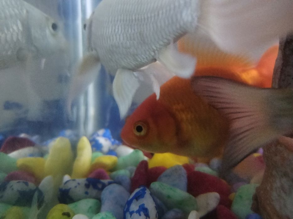 Baliqlar sotiladi akvariumi bn birga