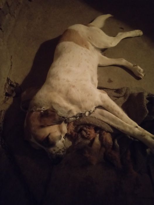 Продам собаку алабай сука один год собаке