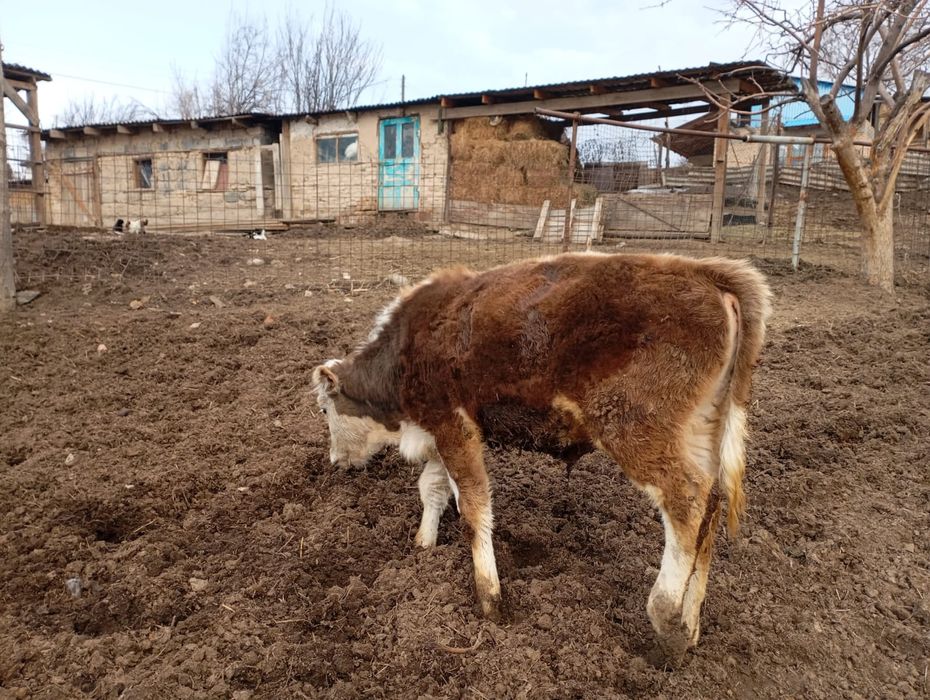 Бычок 8 месяцев справный