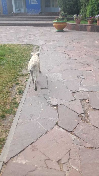 Найден щенок девочка