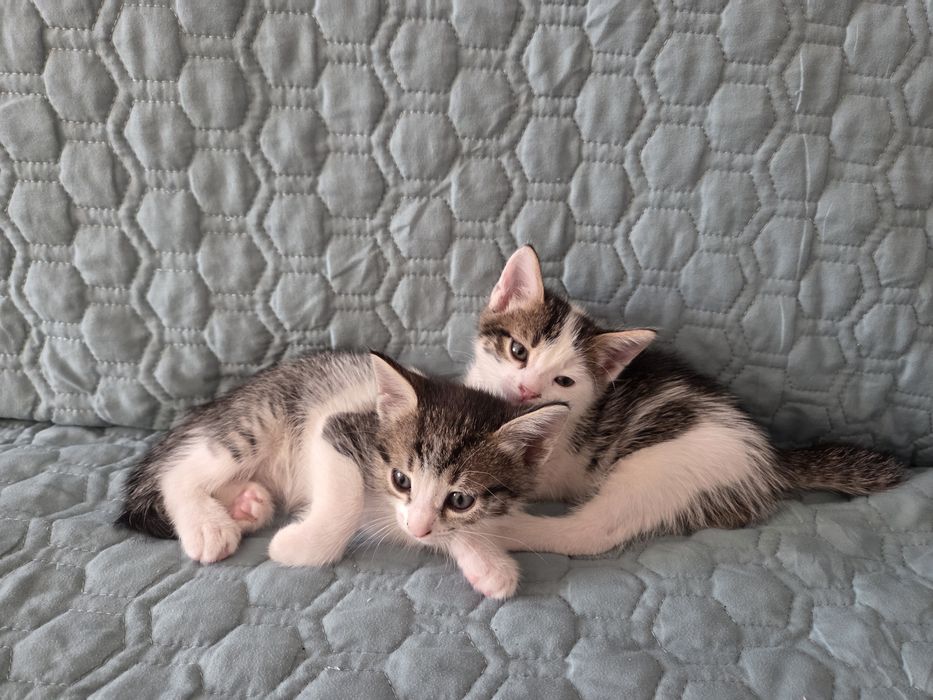 Отдам котят в добрые руки
