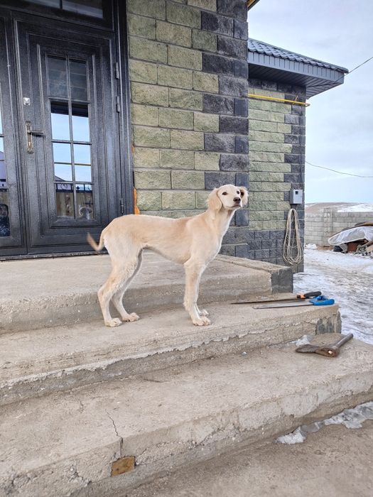 Тазы 5-6айлық еркек