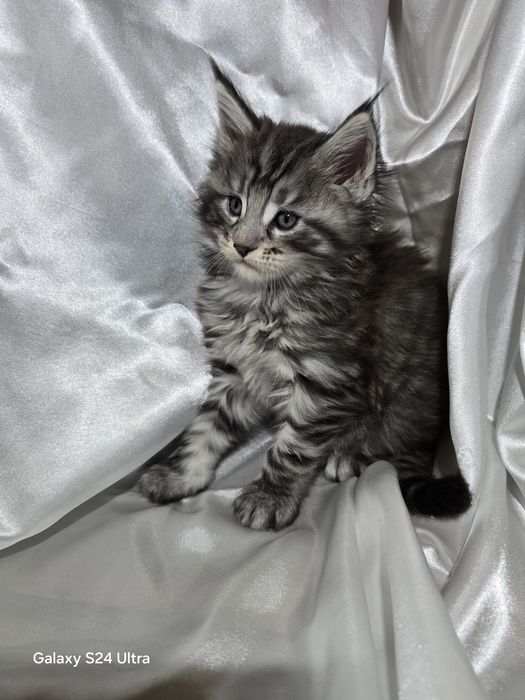 Maine coon Maine coon