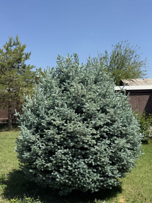 На продаже голубая ель