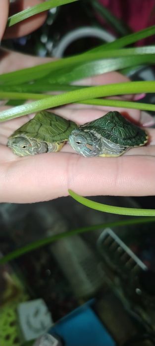 Аквариумные черепашки