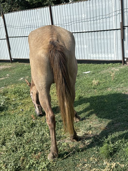 Продаю кобылу!