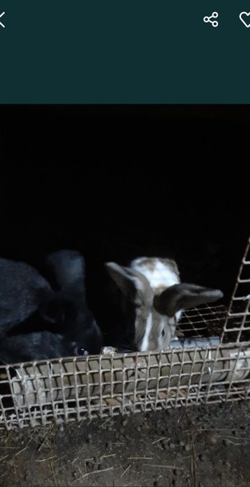 Продам кроликов на развод