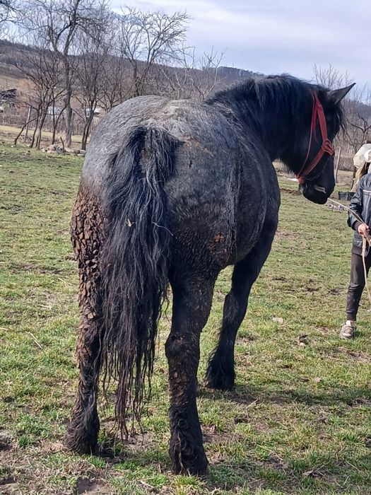 De vânzare o iapa de 5 ani se vide orgent