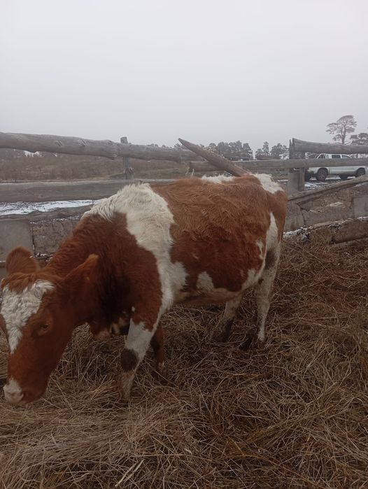 Продается корова симменталская. Симментал сиыр сатылады