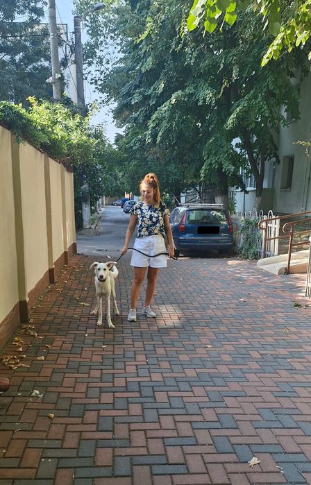 Pet sitting la domiciliu & plimbări câini – București | Paw Walks & Purrfect Care