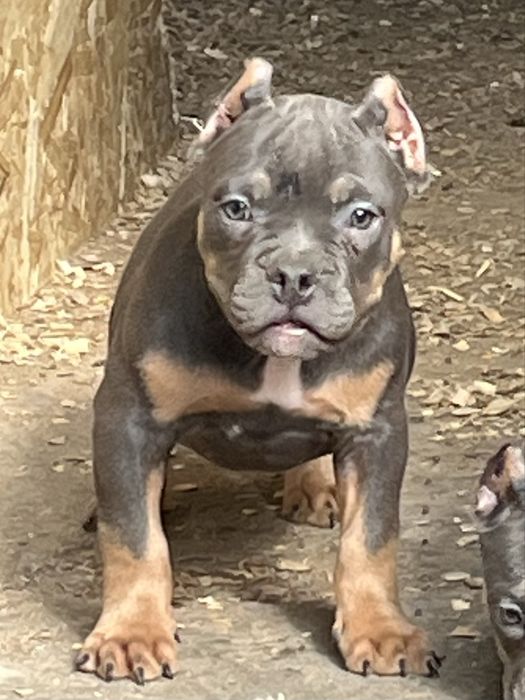 Щенки американский булли