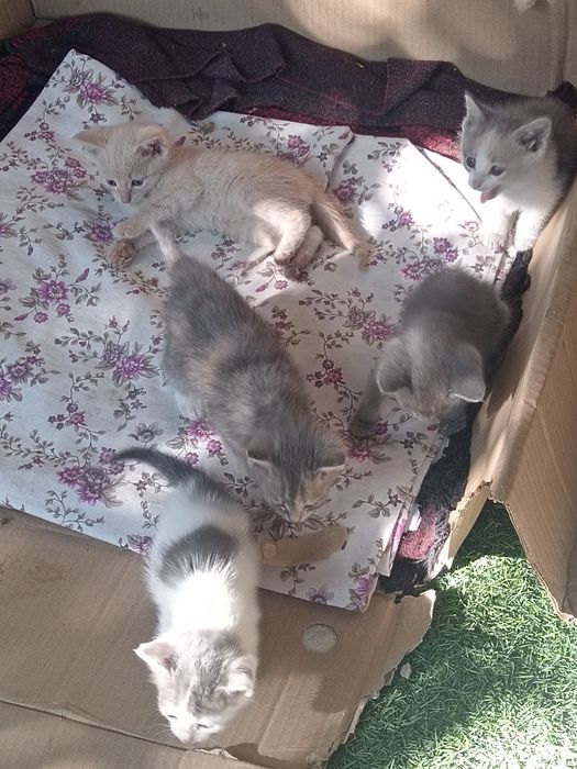 Отдам котят в хорошие руки, город Тараз