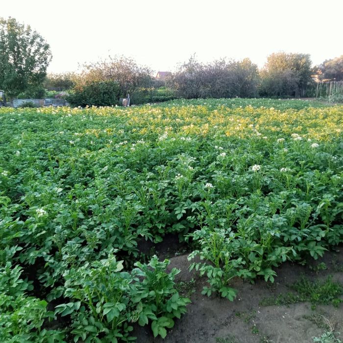 Продам дачу на союзе