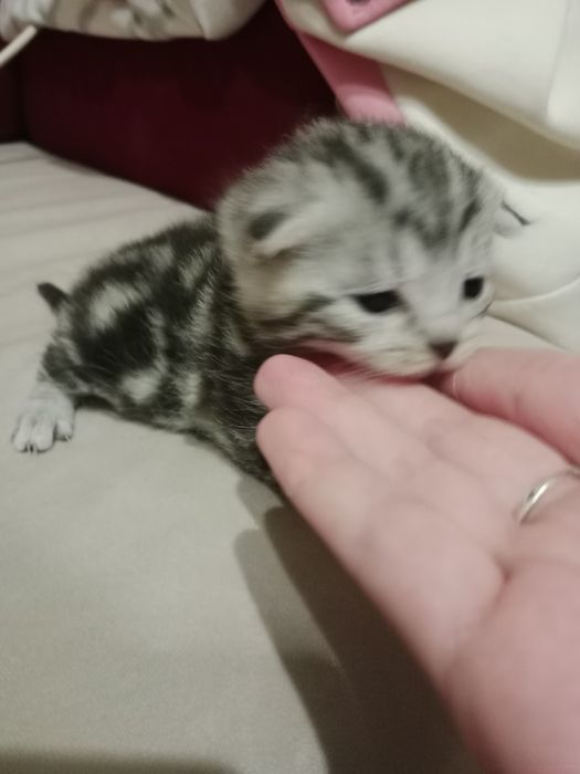 Котята шотландские