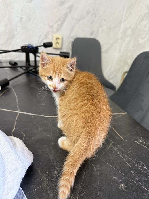 Котенок мальчик