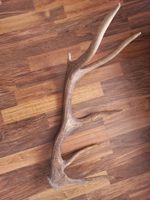 еленски рога различни