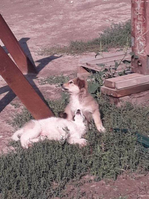 Отдам в добрые руки  щенков