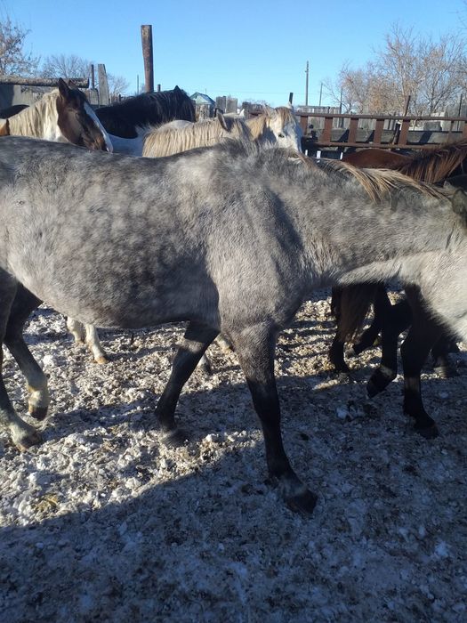 Продам жеребых лошадей 600 тыс.тг.