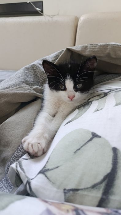 Спасено котенце търси любящ стопанин