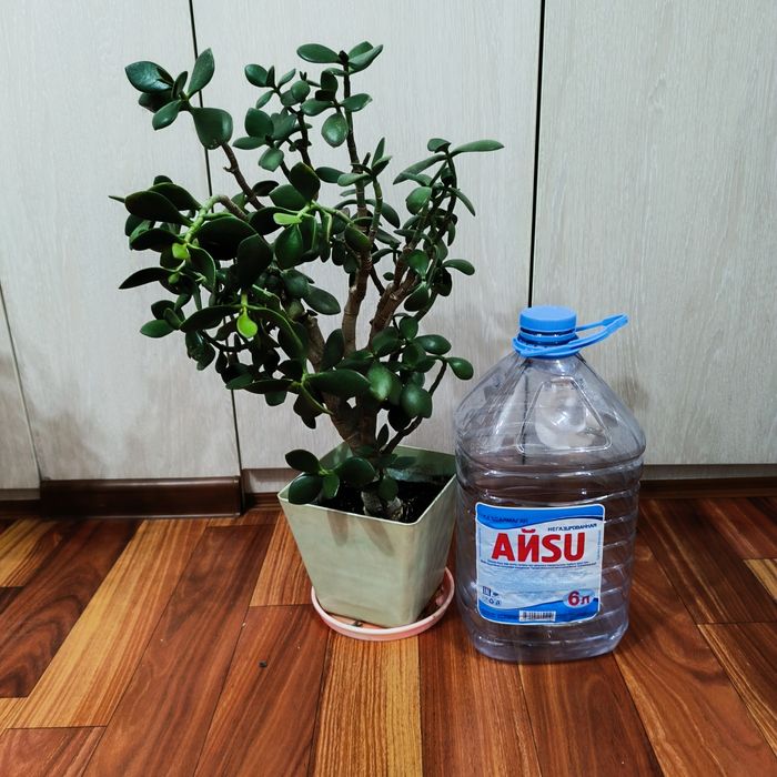 Комнатные растения -Денежное дерево