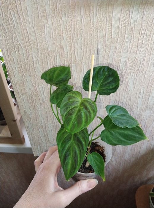 Комнатные цветы продажа