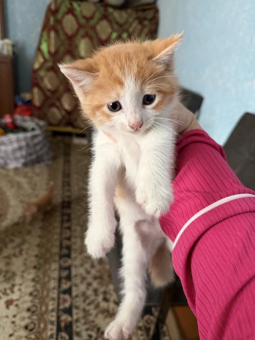 Pishakchala bepul  1yarim oyli