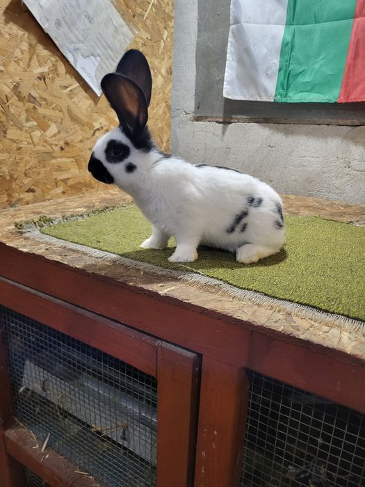 Немски пъстър великан